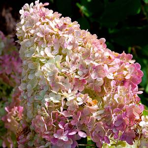 Hydrangea paniculata 'Renhy' 