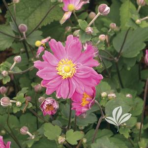 Anemone hupehensis var. japonica 'Pamina' 