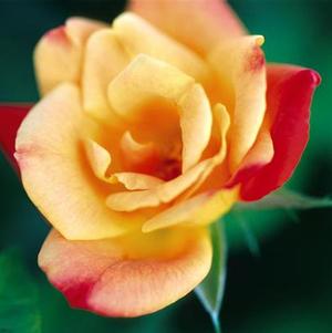 Rosa 'Joseph's Coat' 