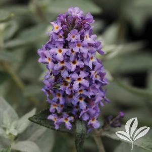 Buddleia 'Podaras #8' 