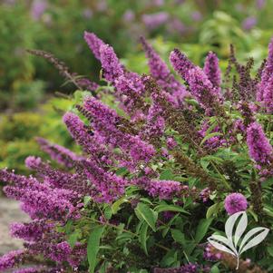 Buddleia 'Podaras #13' 