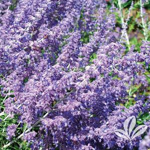 Perovskia atriplicifolia 'Lisslitt' 