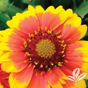 Gaillardia x grandiflora 'Arizona Sun' 