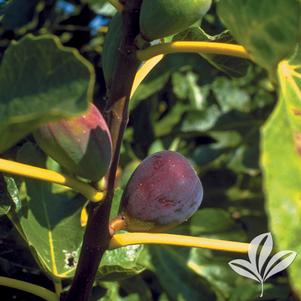 Ficus carica 'Black Italian' 