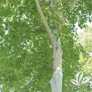 Platanus occidentalis 'Grenickel' 