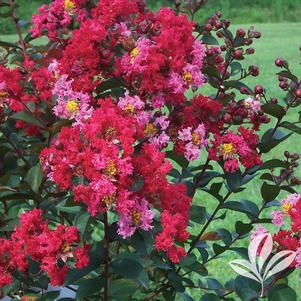 Lagerstroemia x 'GA 0702' 