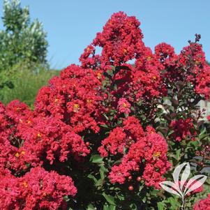 Lagerstroemia x 'GA 0701' 