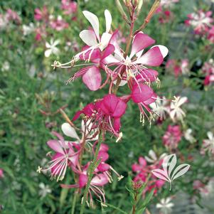 Gaura 