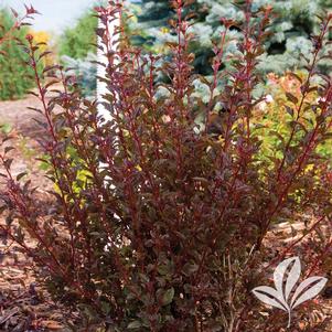 Physocarpus opulifolius 'Donna May' 