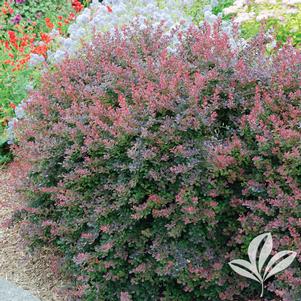 Berberis thunbergii 'Gentry Cultivar' 