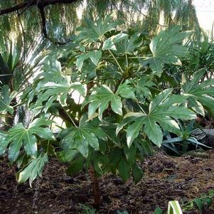 Fatsia japonica 'Variegata' 