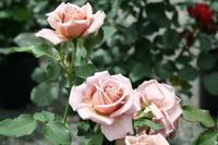 Rosa 'WEKbijou' 