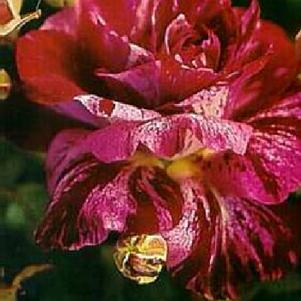 Rosa 'JACpurr' 