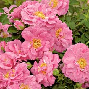 Rosa 'DARpellerin' 