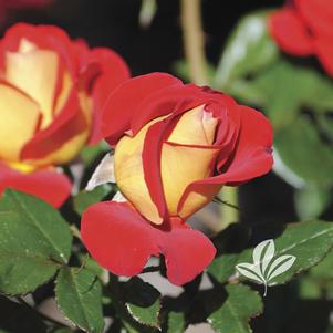 Rosa 'WEKzazette' 