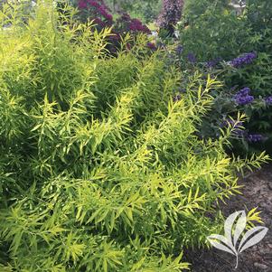 Spiraea thunbergii 'Ogon' 