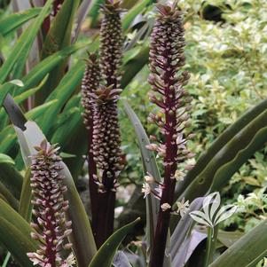 Eucomis comosa 