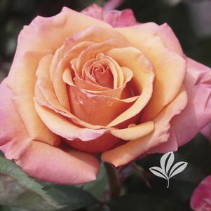 Rosa 'Jacthain' 