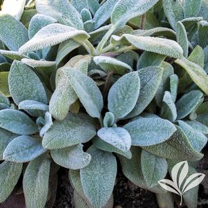 Stachys byzantina 'Silver Carpet' 