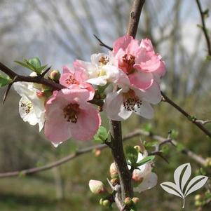 Chaenomeles speciosa 'Toyo Nishiki' 