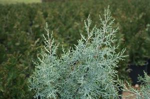 Cupressus arizonica 'Blue Ice' 