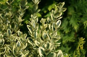 Buxus sempervirens 'Aureo-variegata' 