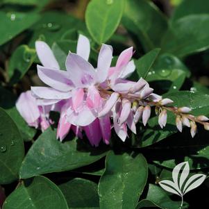 Indigofera decora 