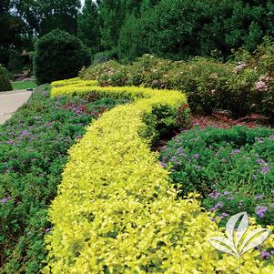 Ligustrum sinense 'Sunshine' 