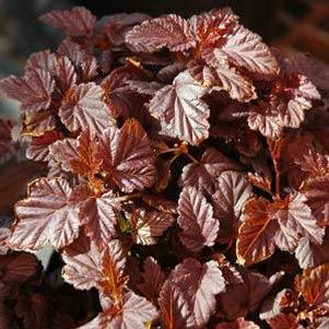 Physocarpus opulifolius 'Podaras 1' 