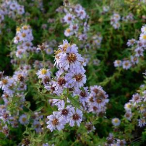 Aster ericoides 'Blue Star' 