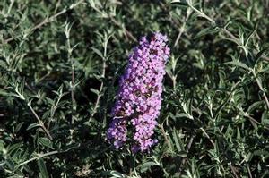 Buddleia 'Podaras #12' 