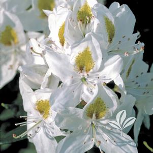 Rhododendron catawbiense 'Chionoides' 