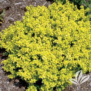 Berberis thunbergii 'Bogozam' 