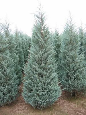 Juniperus scopulorum 'Moonglow' 