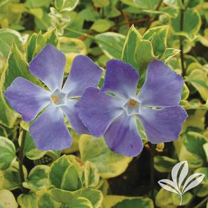 Vinca major 'Variegata' 