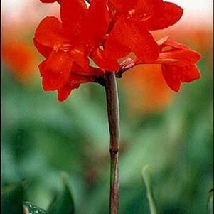 Canna x generalis 'Firebird' 