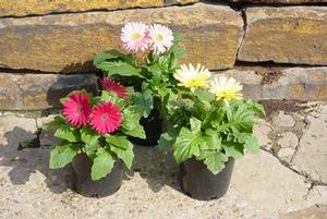 Gerbera, Mixed 