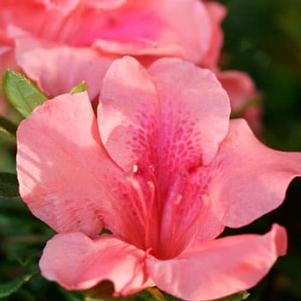 Rhododendron x 'Conled' 