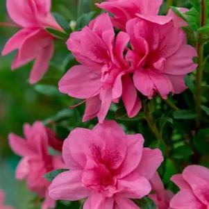 Rhododendron x 'Conles' 