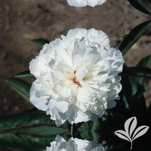 Paeonia 'Shirley Temple' 