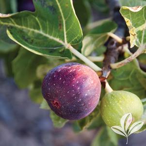 Ficus carica 'LSU Purple' 