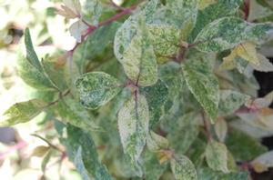 Callicarpa dichotoma 'sPg-3-013' 