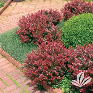 Berberis thunbergii 'Crimson Pygmy' 