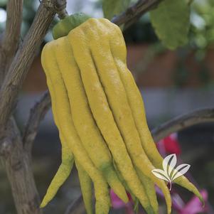 Citrus medica var. sarcodactylis 
