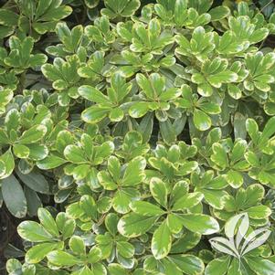 Pittosporum tobira 'CNI Three' 