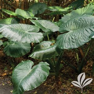 Alocasia odora 