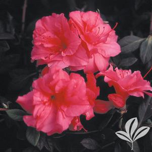 Rhododendron x 'Conlea' 