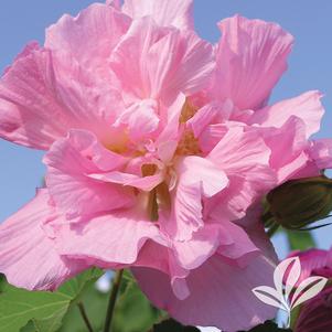 Hibiscus mutabilis 'Rosea' 