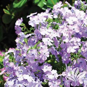 Phlox hybrida 'PPPHL07301' 