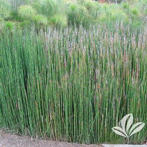 Equisetum hyemale 